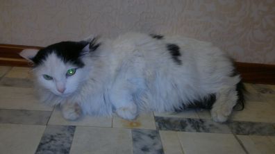  отдам кота в хорошие руки