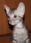  Котята корниш рекс
